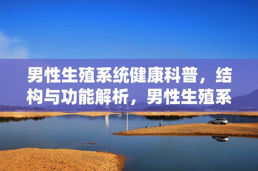 男性生殖系统健康科普，结构与功能解析，男性生殖系统健康科普，结构与功能解析