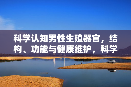 科学认知男性生殖器官，结构、功能与健康维护，科学认知男性生殖器官，结构功能与健康维护