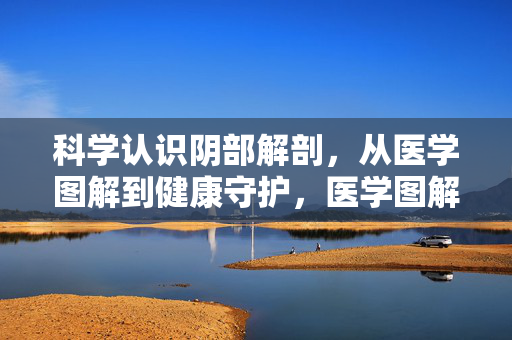 科学认识阴部解剖，从医学图解到健康守护，医学图解科学认知阴部解剖，守护健康