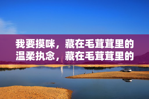 我要摸咪，藏在毛茸茸里的温柔执念，藏在毛茸茸里的温柔执念