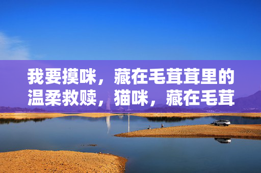 我要摸咪，藏在毛茸茸里的温柔救赎，猫咪，藏在毛茸茸里的温柔救赎