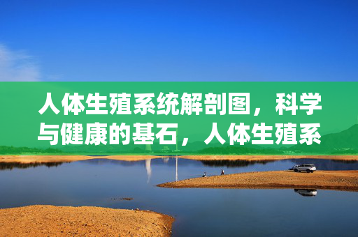 人体生殖系统解剖图,科学与健康的基石,人体生殖系统解剖图,科学与健康的基石 人体生殖系统解剖图,科学与健康的基石,人体生殖系统解剖图,科学与健康的基石