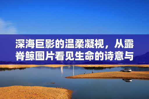 深海巨影的温柔凝视，从露脊鲸图片看见生命的诗意与重量，露脊鲸的温柔凝视，生命的诗意与重量