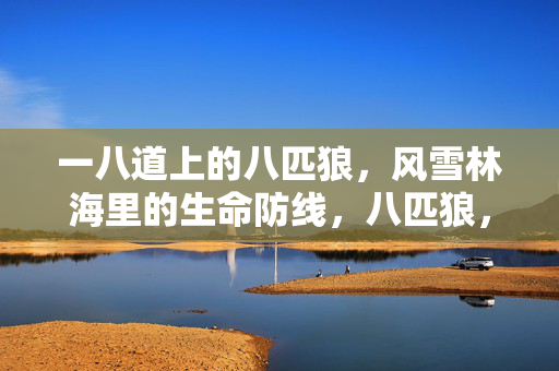 一八道上的八匹狼,风雪林海里的生命防线,八匹狼,风雪林海的生命防线 一八道上的八匹狼,风雪林海里的生命防线,八匹狼,风雪林海的生命防线