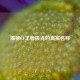 揭秘CF王者极光的真实名称