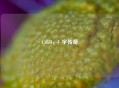 CSGO，V 字传奇