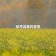 探寻清晨的意思