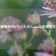 深度解析热门SUV大众Teramont及其中文名