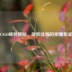CSGO级别图标，游戏征程的荣耀见证