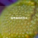 探寻现世的含义