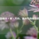 探秘指南针 N 和 S 方向，揭开方向标识的奥秘