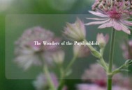 The Wonders of the Pupilpublish