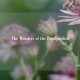 The Wonders of the Pupilpublish