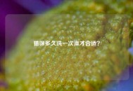 猫咪多久洗一次澡才合适？