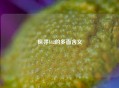 探寻442的多面含义