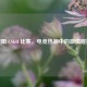 贵阳 CSGO 比赛，电竞热潮中的 *** 碰撞