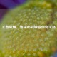 王者荣耀，洛尘心的峡谷传奇之路