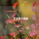 晊字读音大揭秘