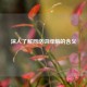 深入了解 *** 词绿箭的含义
