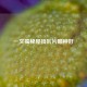 一文揭秘屋顶瓦片哪种好