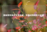 揭秘独特海洋生物海星，所属动物种类大起底