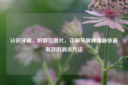 认识牙龈,附部位图片,详解牙龈肿痛最快最有效的消炎 ***