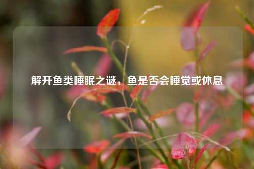 解开鱼类睡眠之谜,鱼是否会睡觉或休息