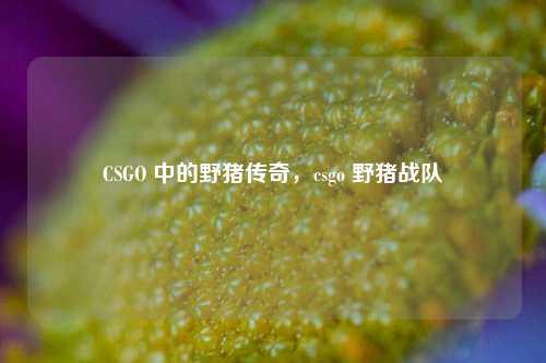 CSGO 中的野猪传奇,csgo 野猪战队